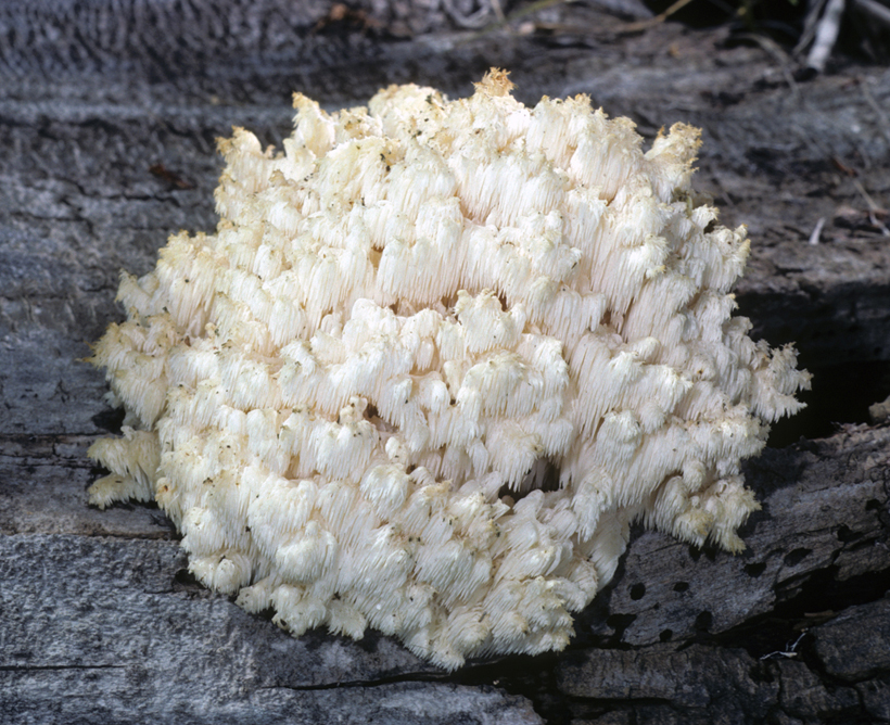 Hericium americanum